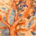 Orange Tree