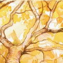 Autumn Canopy