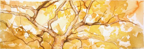 Autumn Canopy