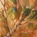 Tree Splash