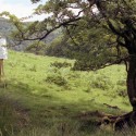 When Trees Make Paintings