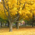 Beautiful Fall