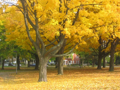 Beautiful Fall