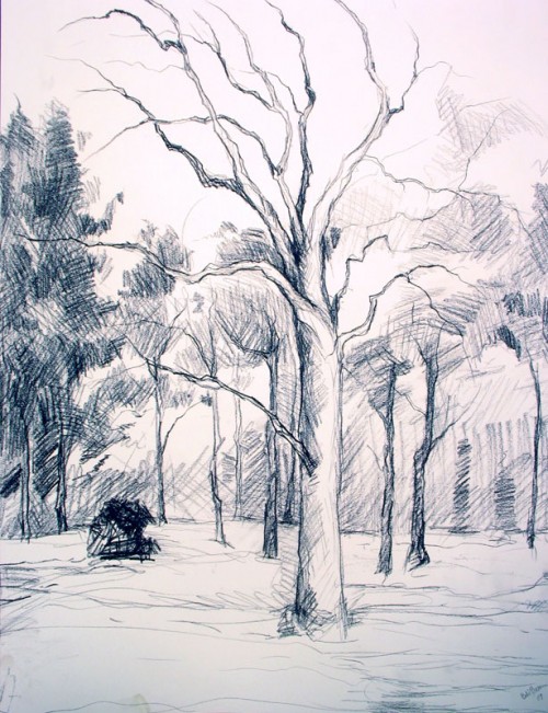 Tree Drawing 13